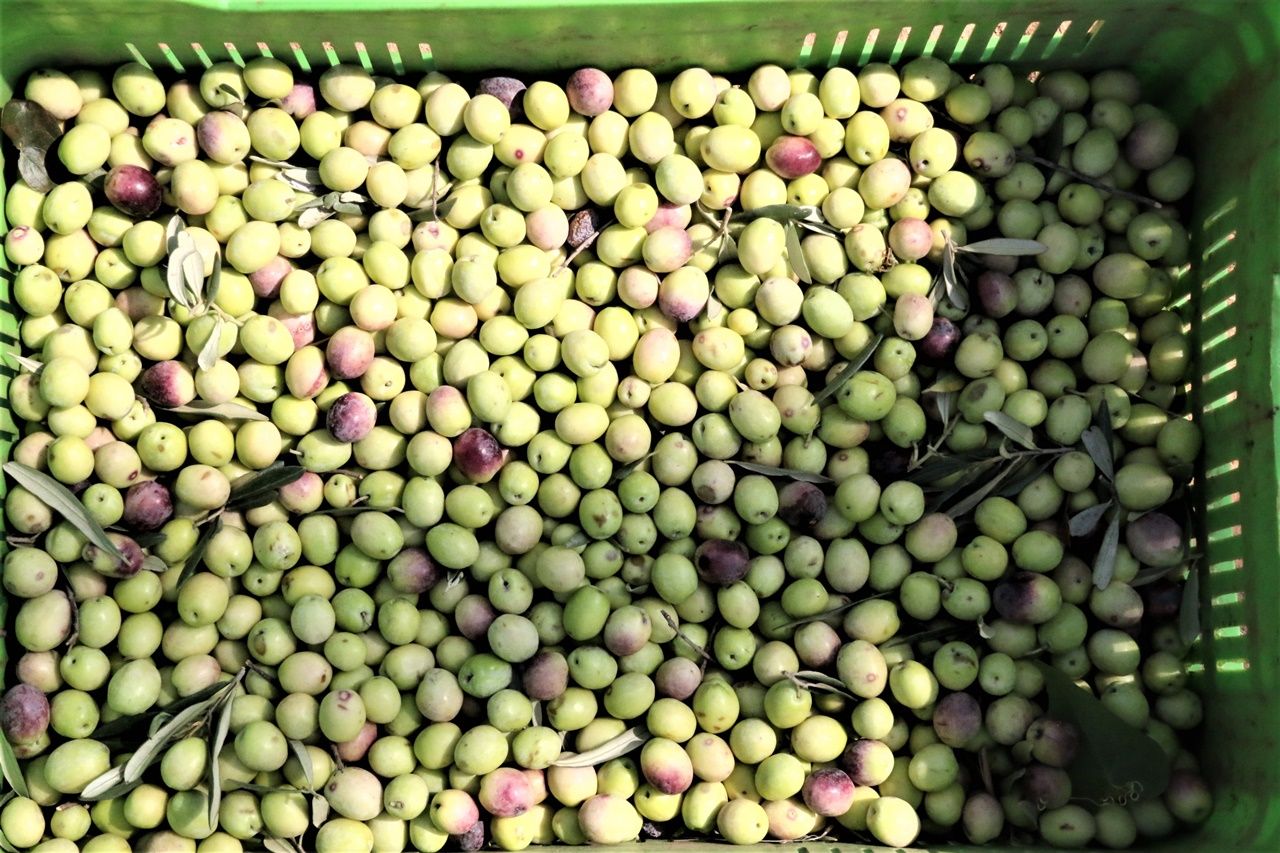 Çiftçiler bin 200 yıllık ağaçtan 35 kilo zeytin toplamayı hedefleniyor 4