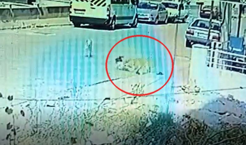 Başıboş sokak köpeği dehşeti! Aynı köpek 3 gün arayla 2 kardeşi ısırdı... 2