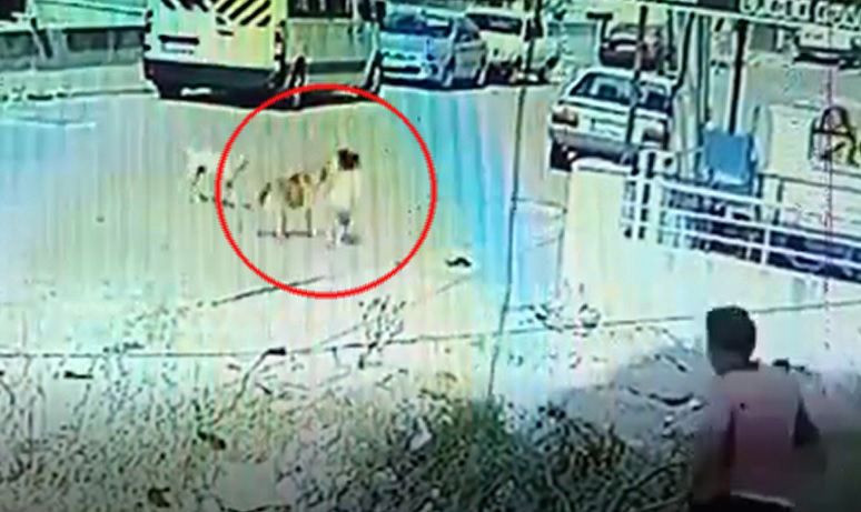 Başıboş sokak köpeği dehşeti! Aynı köpek 3 gün arayla 2 kardeşi ısırdı... 1