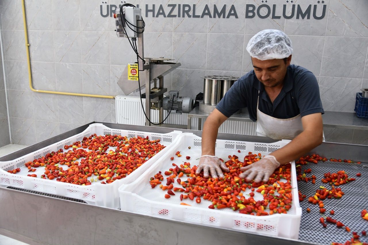 Balıkesir’de son hasadı yapılan biberiyenin artan verimi ve fiyatları üreticinin yüzünü güldürüyor 4