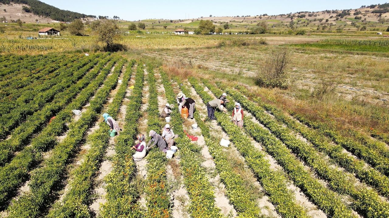 Balıkesir’de son hasadı yapılan biberiyenin artan verimi ve fiyatları üreticinin yüzünü güldürüyor 3