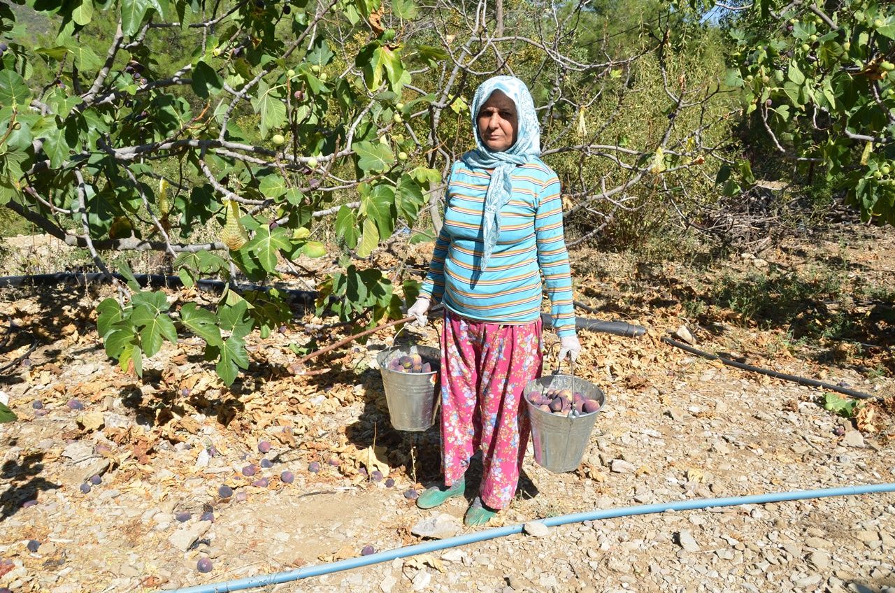 Antalya’da incir hasadı sona erdi, geçen yıla göre yüzde 25 daha fazla ürün elde edildi 6
