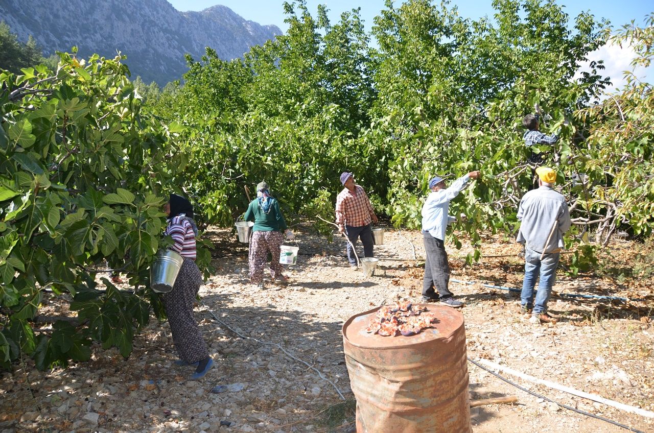 Antalya’da incir hasadı sona erdi, geçen yıla göre yüzde 25 daha fazla ürün elde edildi 5
