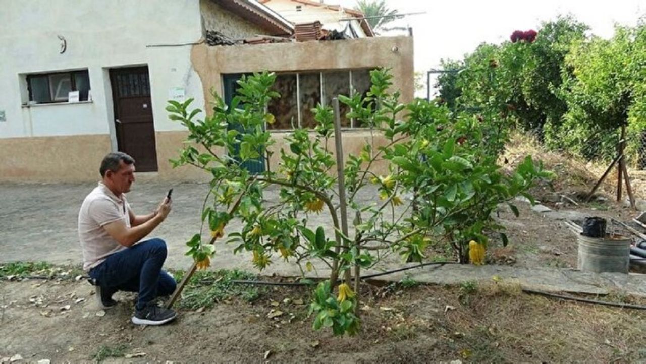 Limon sanıp bahçesine diktiği parmak meyve, şifa deposu çıktı! İşte dünyanın en tuhaf bitki ve meyveleri 2