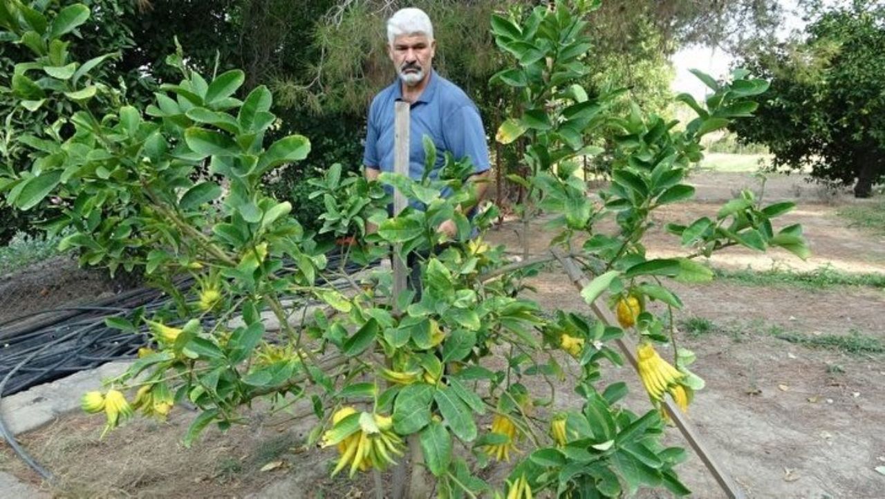 Limon sanıp bahçesine diktiği parmak meyve, şifa deposu çıktı! İşte dünyanın en tuhaf bitki ve meyveleri 3