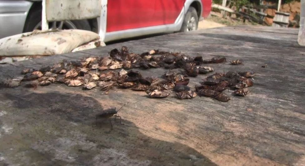 Artvin, Rize, Trabzon, Giresun, Samsun ve Yalova'da panik! Kokarca böceği sınıra dayandı... 2