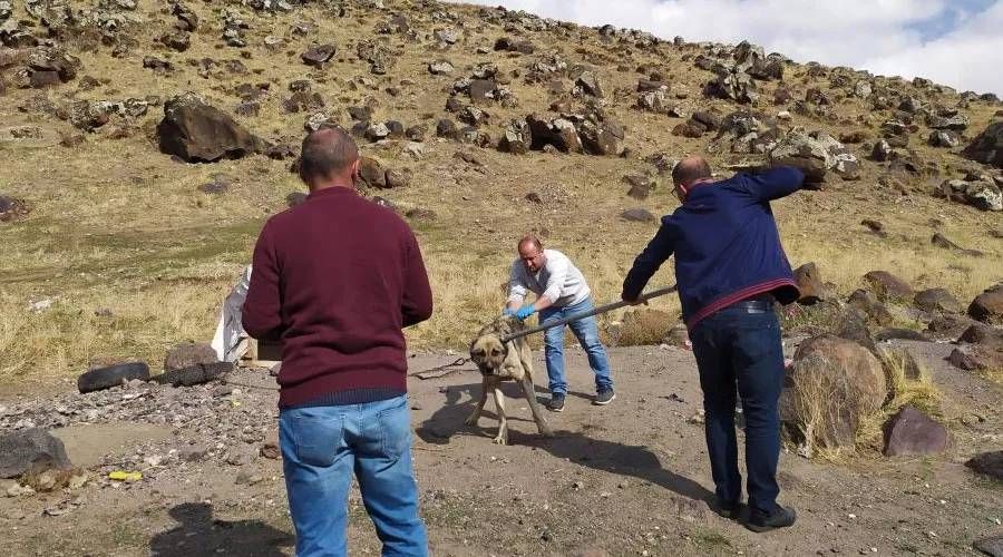 Kuduz vakasında flaş gelişme! Hastaneden açıklama geldi 2