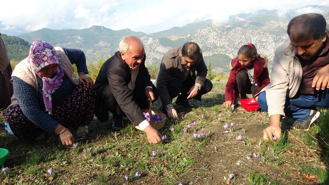 İki dönüm arazide yetiştiriliyor, sadece 500 gram ürün çıkıyor 1