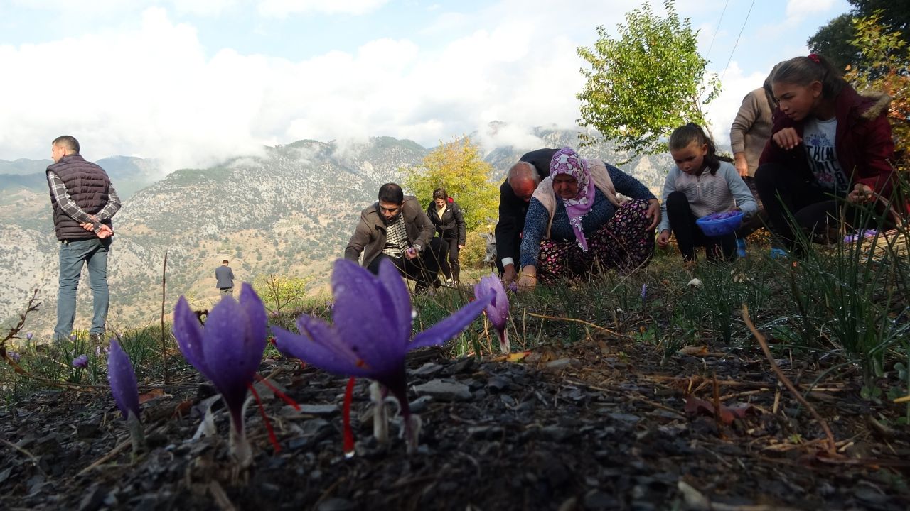 İki dönüm arazide yetiştiriliyor, sadece 500 gram ürün çıkıyor 2
