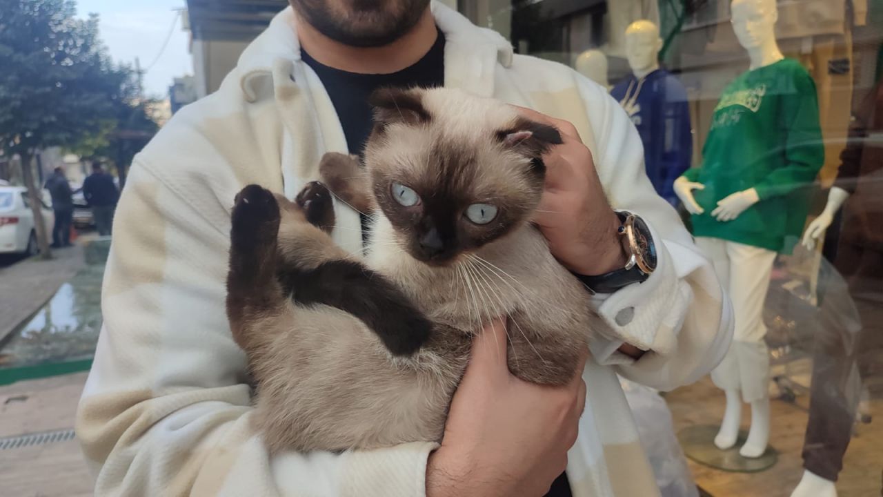 Güngören'de 3. kattan düşen kediyi havada yakaladı 4