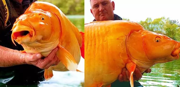 Dünya rekoru kırıldı! Fransa'da dünyanın en büyük Japon balığı yakalandı 4