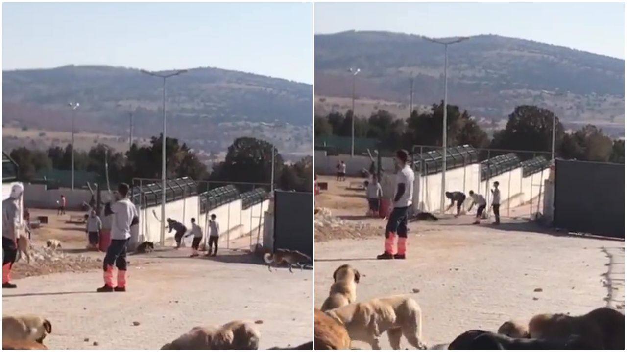 Konya'daki vahşet görüntüleri sosyal medyayı ayağa kaldırdı! Ünlü isimlerden tepki üstüne tepki yağdı 1