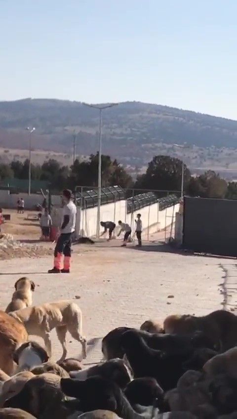 Konya'daki vahşet görüntüleri sosyal medyayı ayağa kaldırdı! Ünlü isimlerden tepki üstüne tepki yağdı 2