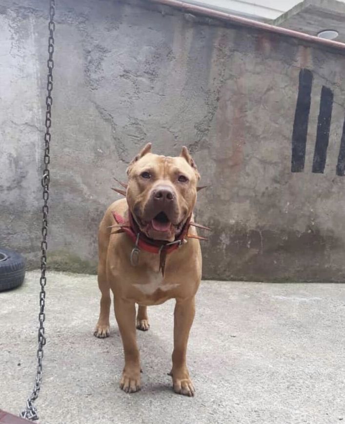 Pitbull ile denize girdikten sonra ölmüştü... Savcılıktan dikkat çeken karar: Kendi rızası ile girdi! 4
