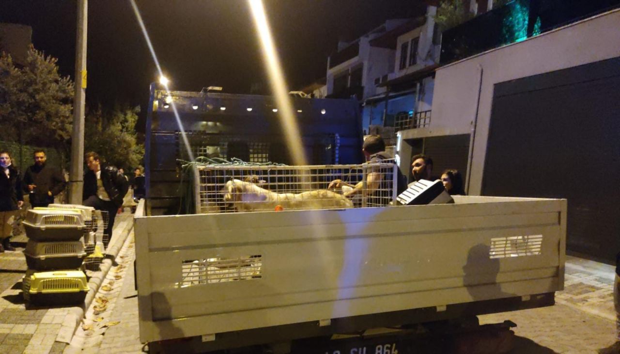 Evinden çok sayıda kedi ve köpek ölüsü çıkan kadın akıl hastanesine sevk edildi 1