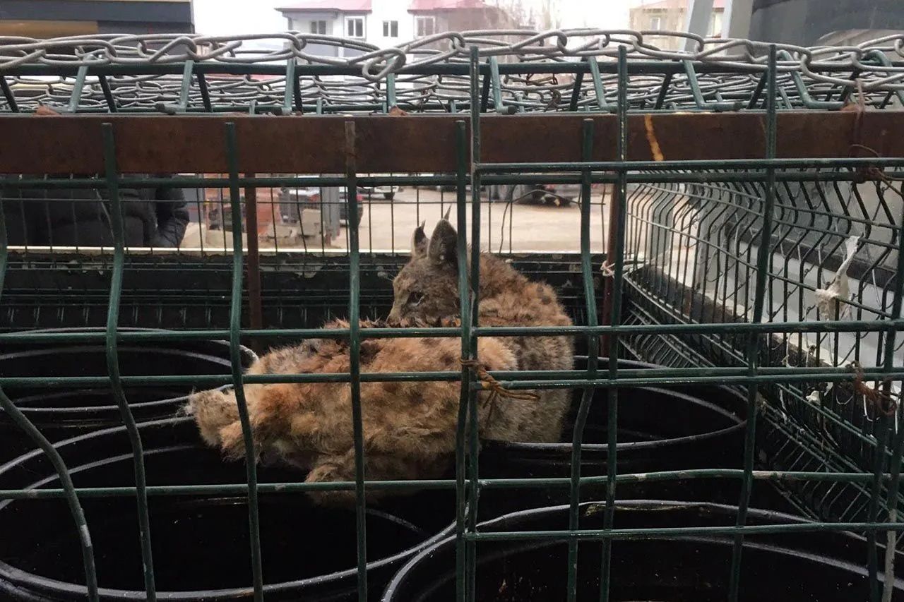 Gümüşhane'de mağazaya giren vaşak, vatandaşlara korkulu anlar yaşattı! 4