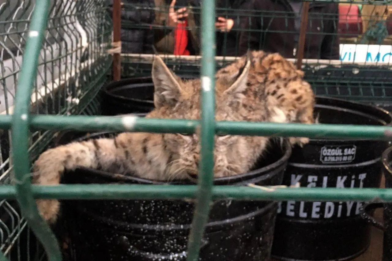 Gümüşhane'de mağazaya giren vaşak, vatandaşlara korkulu anlar yaşattı! 3