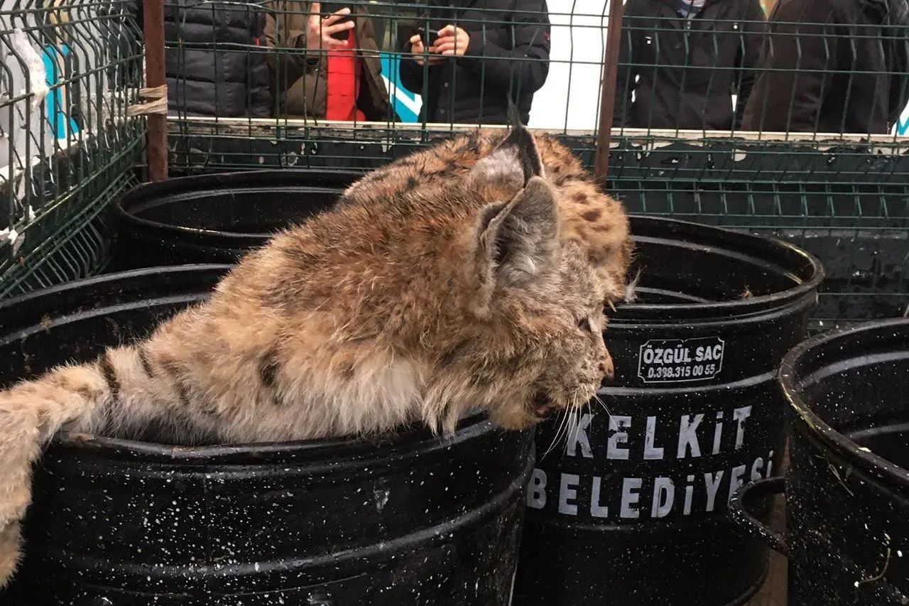 Gümüşhane'de mağazaya giren vaşak, vatandaşlara korkulu anlar yaşattı! 2