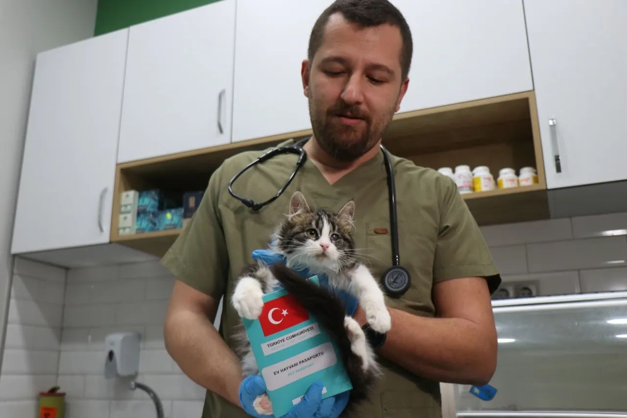 31 Aralık son gün! Evcil hayvanına çip taktırmayan yandı! Veterinerler uyarıyor... 8