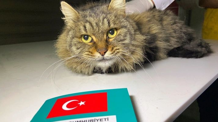 31 Aralık son gün! Evcil hayvanına çip taktırmayan yandı! Veterinerler uyarıyor... 1