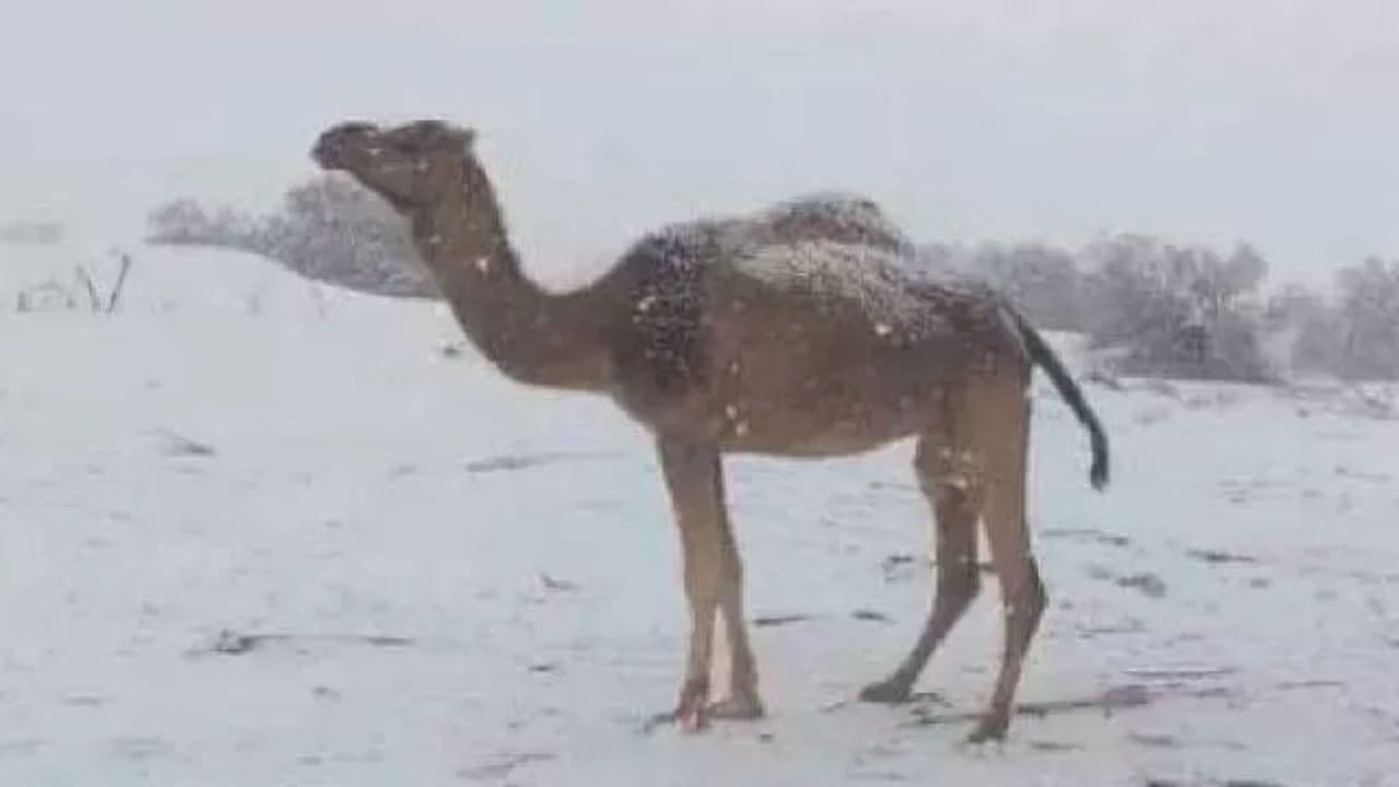 Çöle kar yağdı! Cezayir’de çöldeki bazı bölgeler beyaza büründü... 1