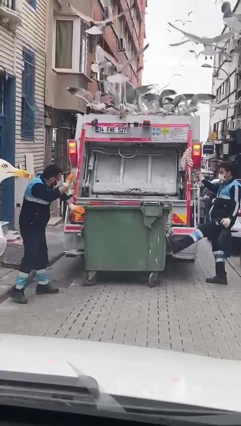 Onlarca martı çöp kamyonunun peşine takıldı! Balık atıklarını yemek için adeta birbirleriyle yarıştı 4