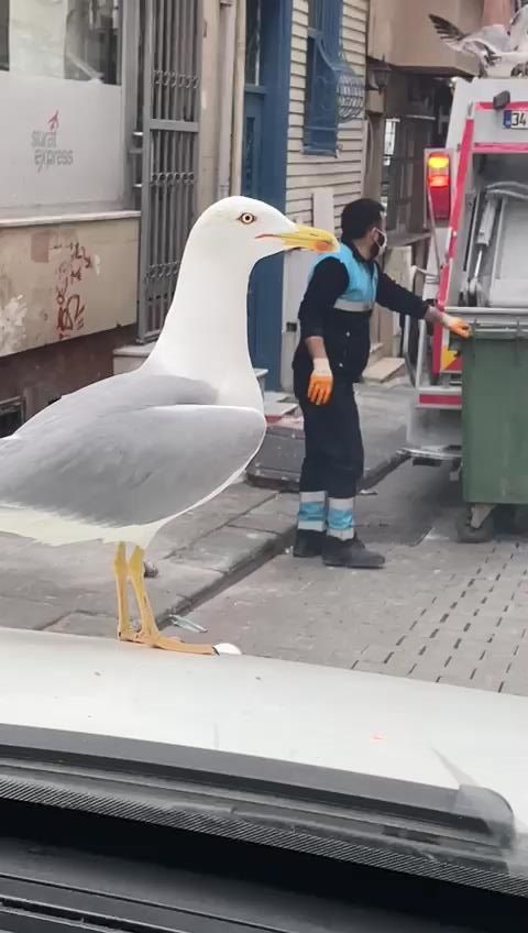 Onlarca martı çöp kamyonunun peşine takıldı! Balık atıklarını yemek için adeta birbirleriyle yarıştı 3