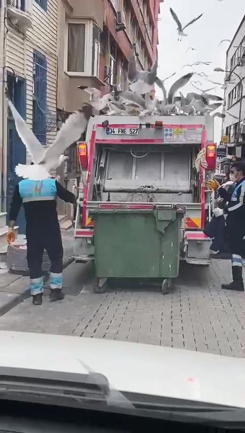Onlarca martı çöp kamyonunun peşine takıldı! Balık atıklarını yemek için adeta birbirleriyle yarıştı 5