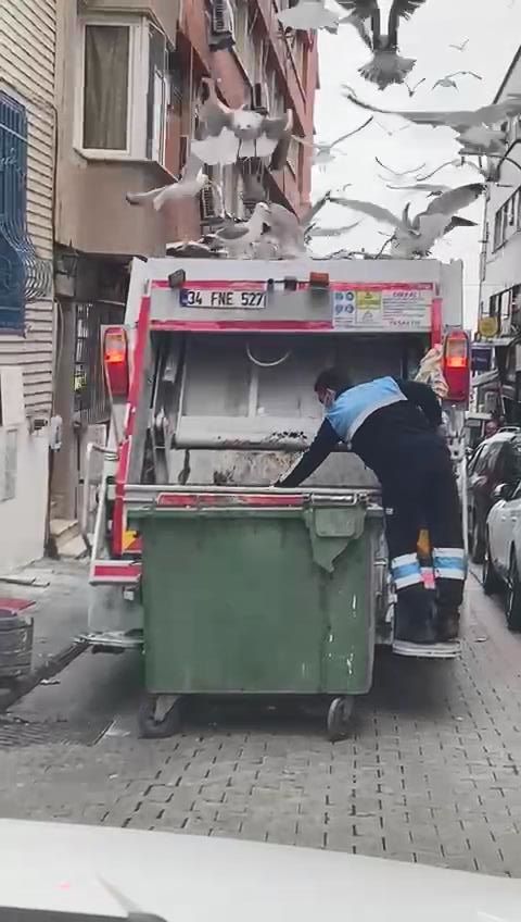 Onlarca martı çöp kamyonunun peşine takıldı! Balık atıklarını yemek için adeta birbirleriyle yarıştı 1