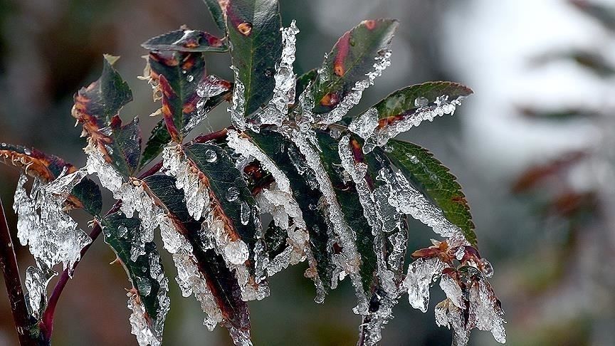Meteorolojiden tarımsal don uyarısı! 1