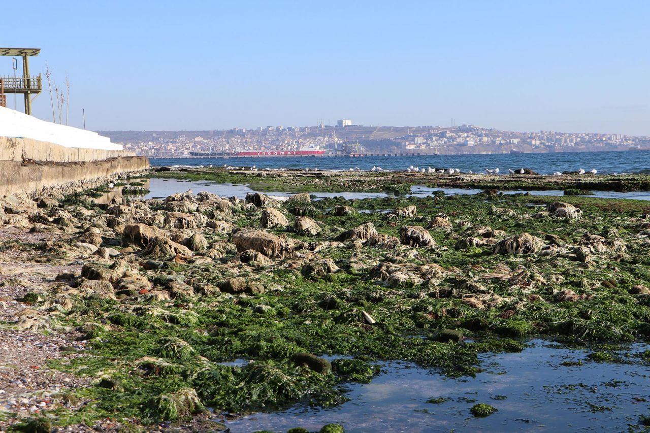 Tekirdağ'da deniz 25 metre çekildi 1