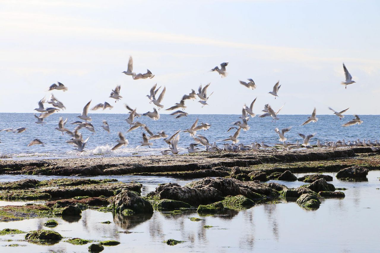 Tekirdağ'da deniz 25 metre çekildi 2