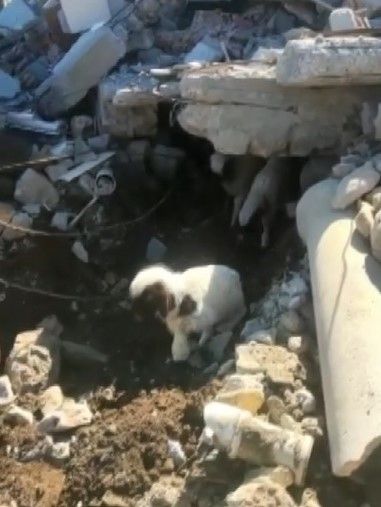 Depremden 11 gün sonra kurtulan kuzuları yaralarını sardı! 4