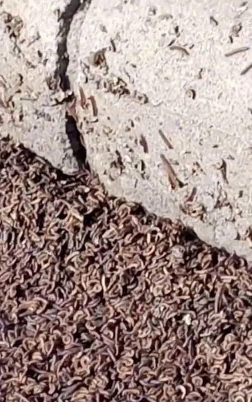 Gökten yağan solucanlar görenleri hayrete düşürdü! 1