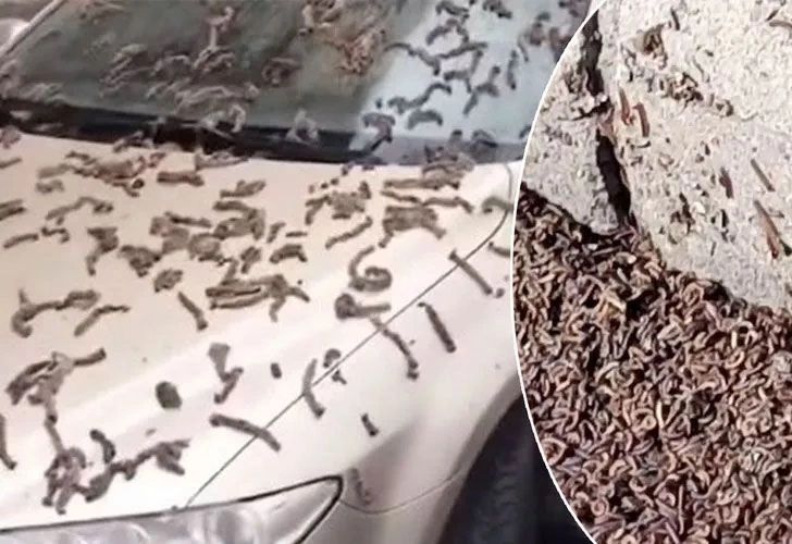 Gökten yağan solucanlar görenleri hayrete düşürdü! 3