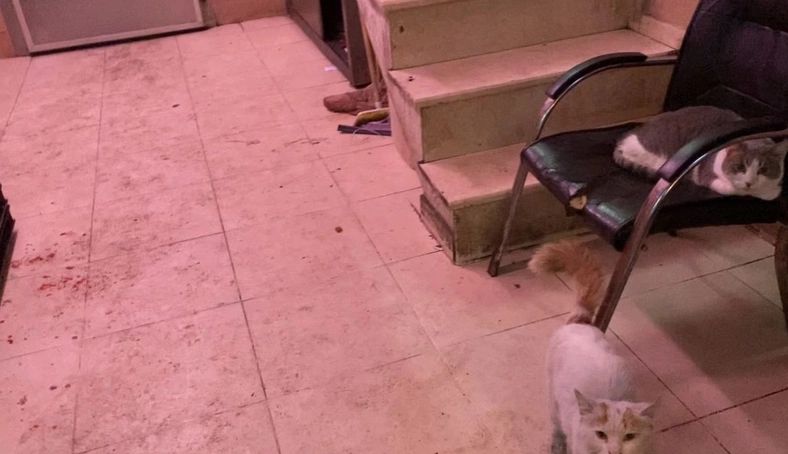 İstanbul'daki et halinden gelen görüntüler mide bulandırdı! Hijyen kurallarından eser yok: Bakteriyel enfeksiyon riski 4