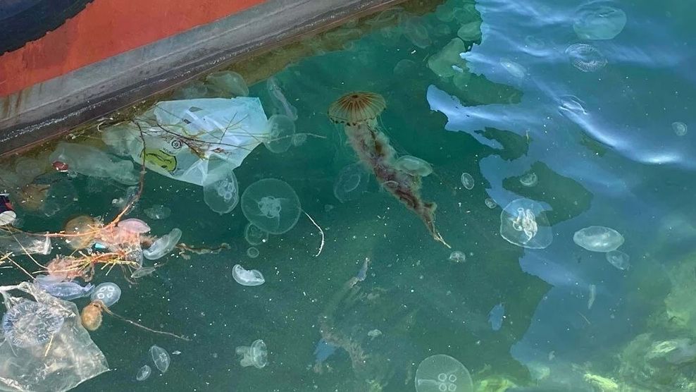 Çanakkale'de zehirli pusula denizanası tehlikesi: Boyları 1,5 metreyi buluyor 1