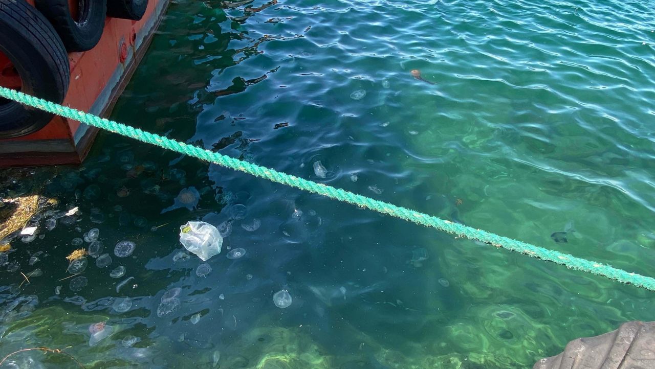 Çanakkale'de zehirli pusula denizanası tehlikesi: Boyları 1,5 metreyi buluyor 6