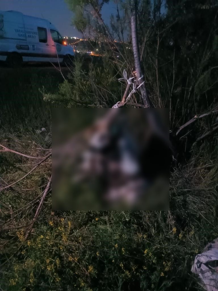 Köpekleri beslemeye giden hayvanseverler korkunç manzarayla karşılaştı: 17 köpek ağaca asılmış halde bulundu 1