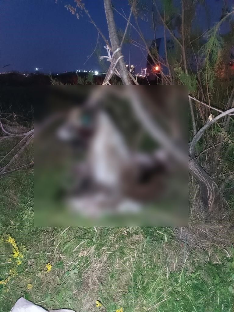 Köpekleri beslemeye giden hayvanseverler korkunç manzarayla karşılaştı: 17 köpek ağaca asılmış halde bulundu 2