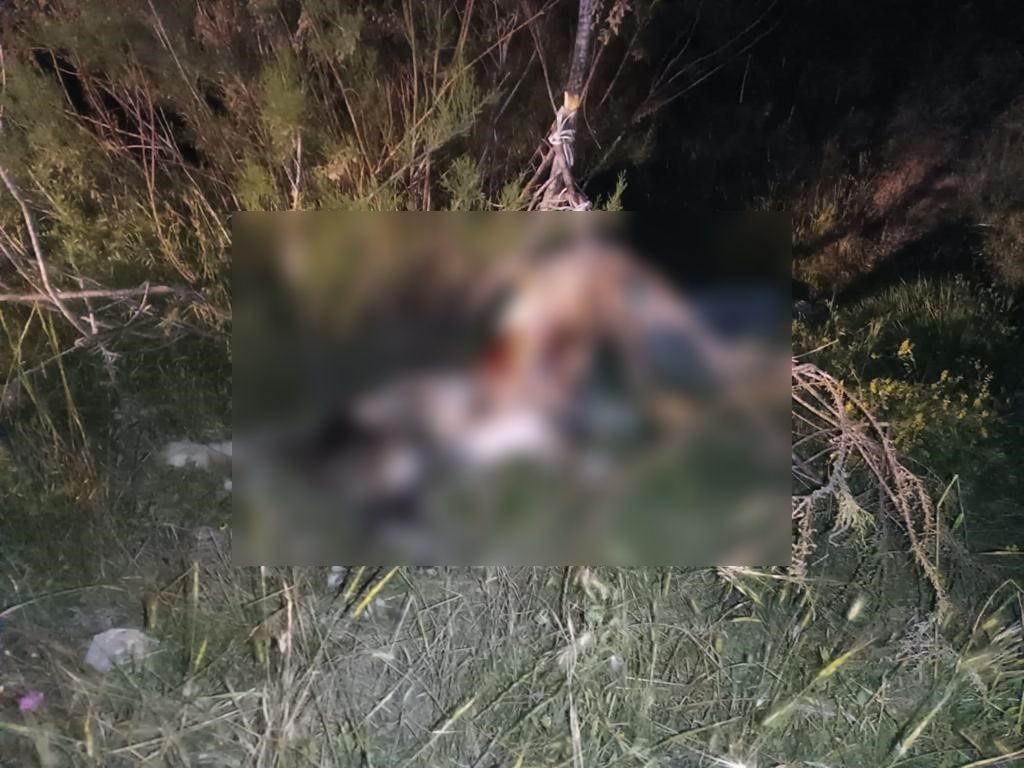 Köpekleri beslemeye giden hayvanseverler korkunç manzarayla karşılaştı: 17 köpek ağaca asılmış halde bulundu 3