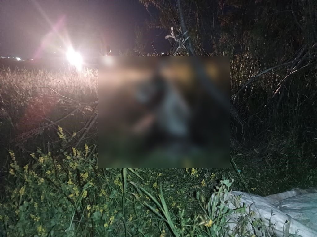 Köpekleri beslemeye giden hayvanseverler korkunç manzarayla karşılaştı: 17 köpek ağaca asılmış halde bulundu 4