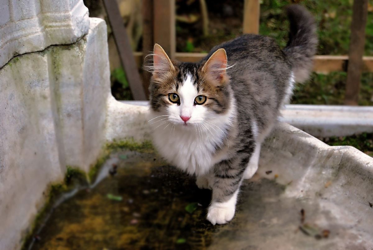 Güney Kıbrıs'ta 7 ayda tam 300 bin kedi öldü! Endişelendiren salgın... 4