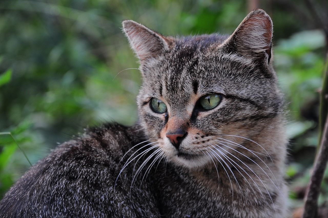 Güney Kıbrıs'ta 7 ayda tam 300 bin kedi öldü! Endişelendiren salgın... 5