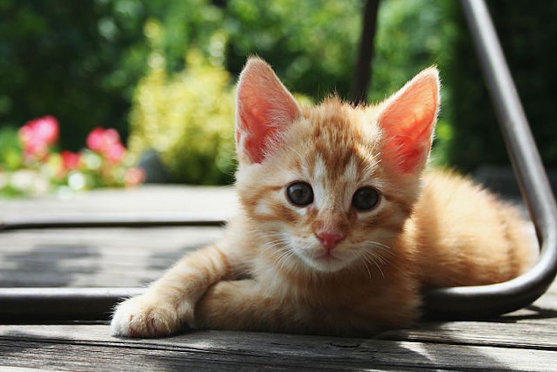 Güney Kıbrıs'ta 7 ayda tam 300 bin kedi öldü! Endişelendiren salgın... 3