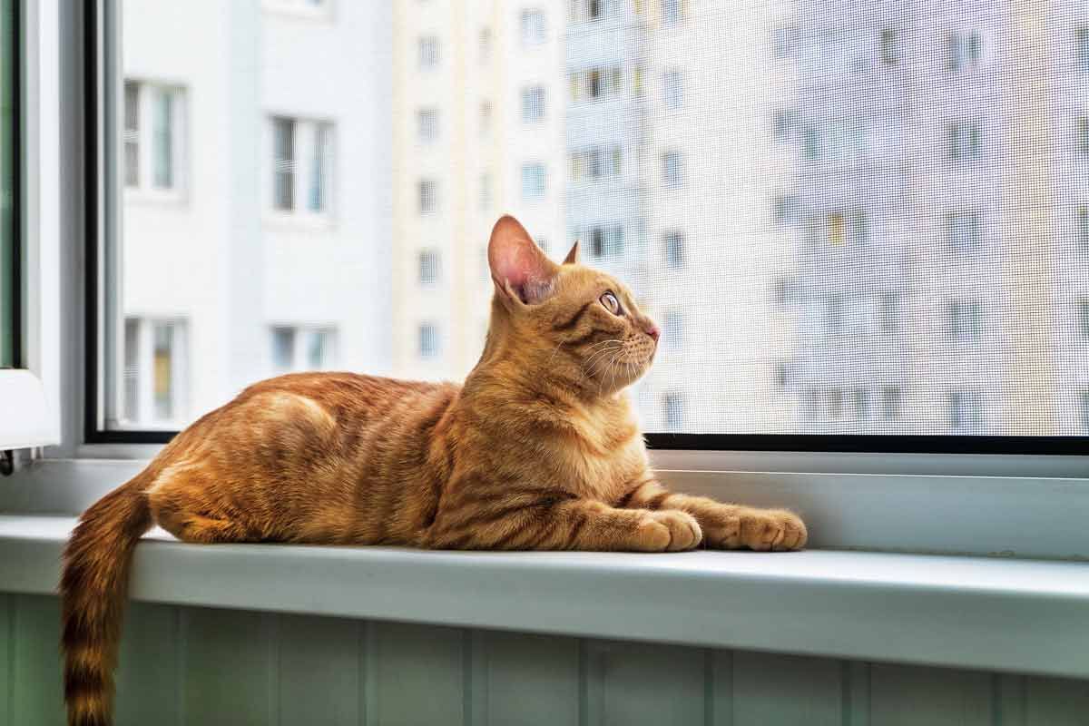 Güney Kıbrıs'ta 7 ayda tam 300 bin kedi öldü! Endişelendiren salgın... 2