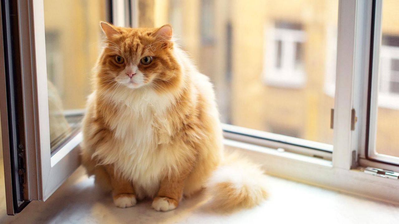 Güney Kıbrıs'ta 7 ayda tam 300 bin kedi öldü! Endişelendiren salgın... 1