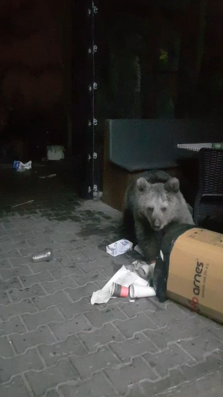 Uludağ'da aç kalan ayılar dükkanları bastı! Ne var ne yok yiyen ayılar esnafı şoke etti 2