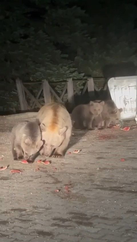 Uludağ'da aç kalan ayılar dükkanları bastı! Ne var ne yok yiyen ayılar esnafı şoke etti 15