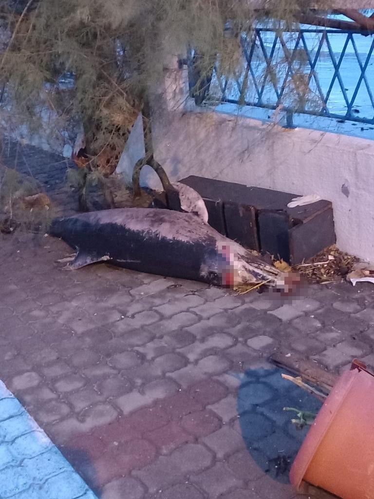 Fırtına sonrası karaya vurdu: Görenler şaşkın 2